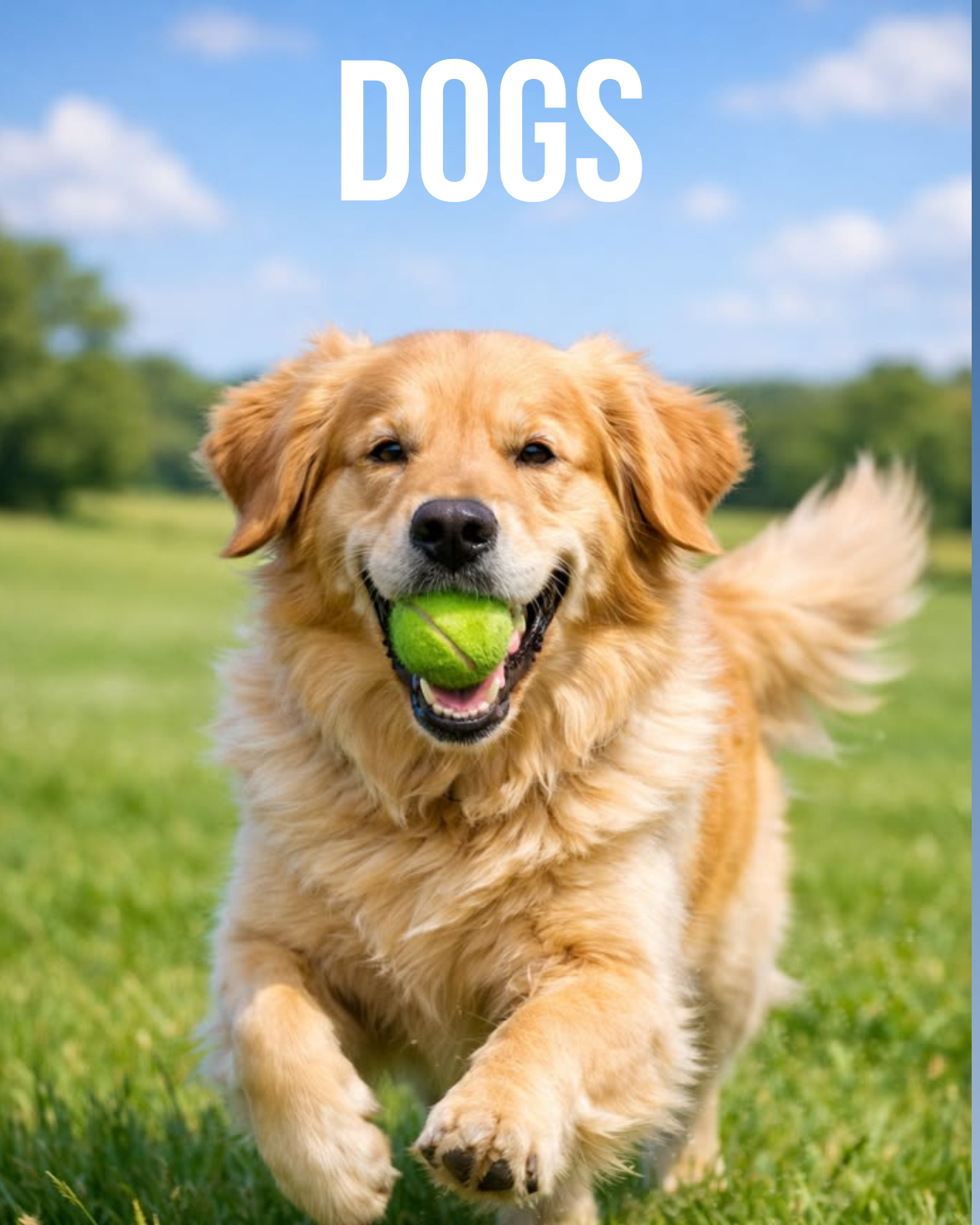 Dogs